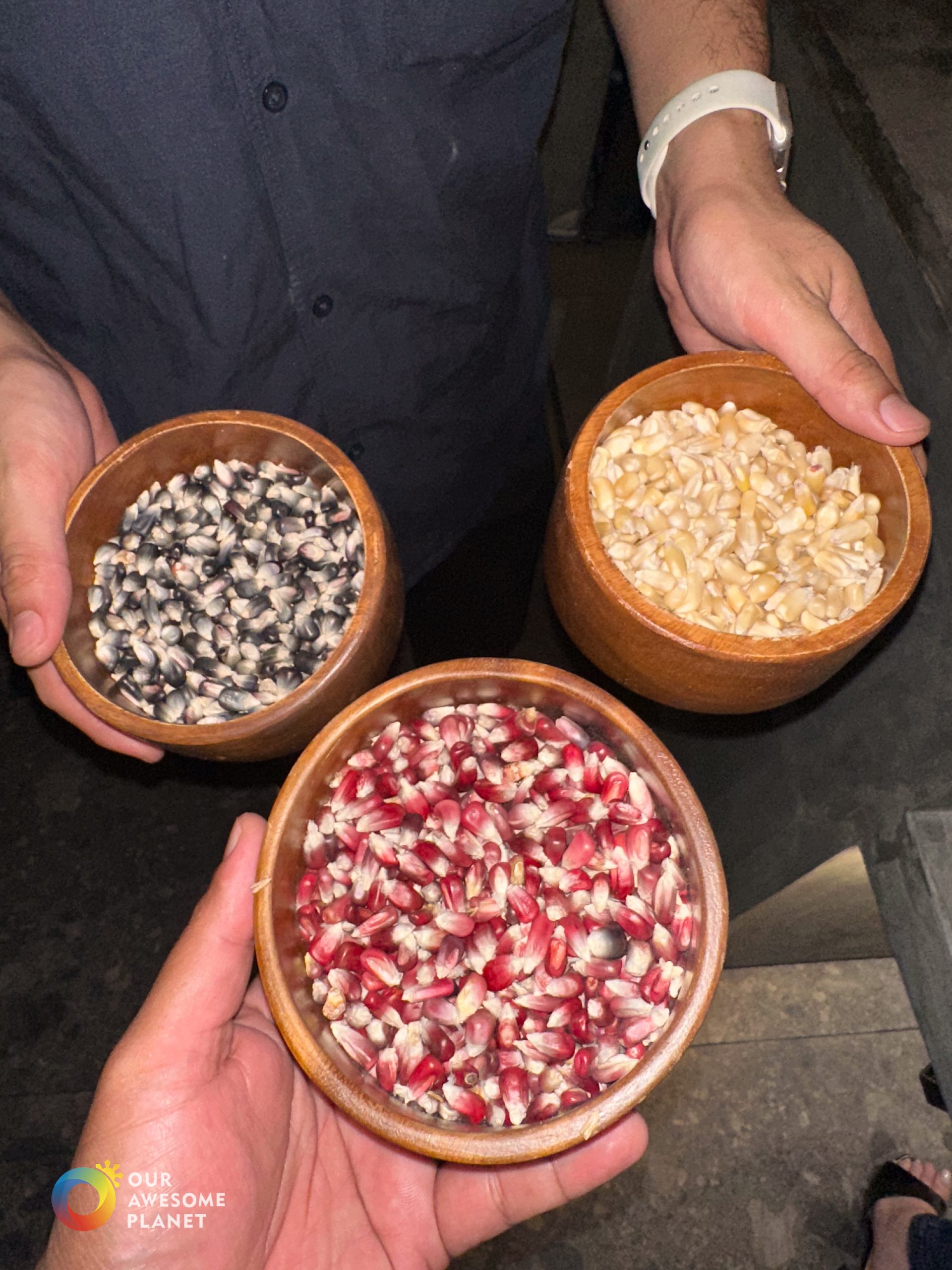 Three varieties of Mexican corn kernels used for house-made tortillas
